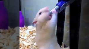 Этот хомяк странно пьет воду