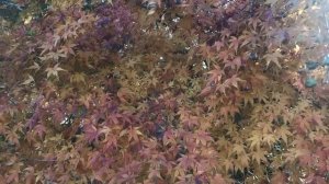 Люба Рид танцы от депрессии. Мамдам S не в восторге от Чебурашки. Жизнь на юге англии в Тайланде.