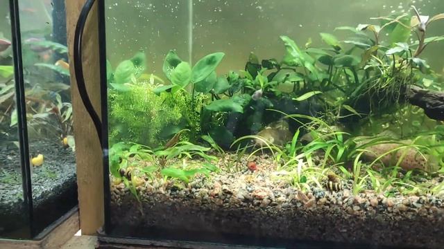 Разные барбусы на нерест. Личинка жива... смотреть онлайн