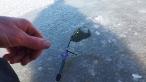 Ловля карпа со льда. Карпы рвут леску.