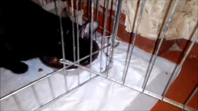 В БОЛЬШОЙ СЕМЬЕ 3КОШКИ МАНЧКИНЫ/ старшие воспитывают младших смотреть онлайн