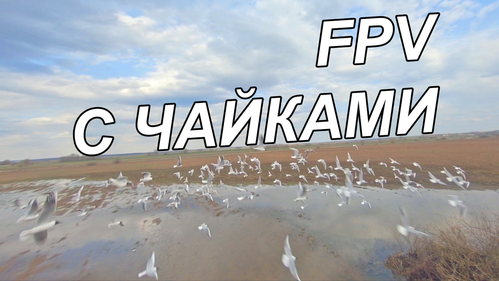 Незабываемое FPV с чайками...