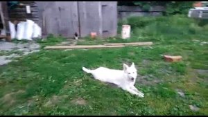 Гостиница для собак в Екатеринбурге и дрессировка собак в ней.