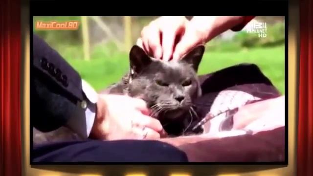 Британская короткошерстная кошка  Выбор породы