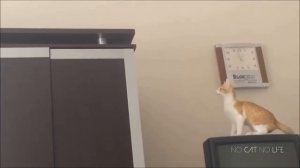 Funny Cat Jump Fail Compilation