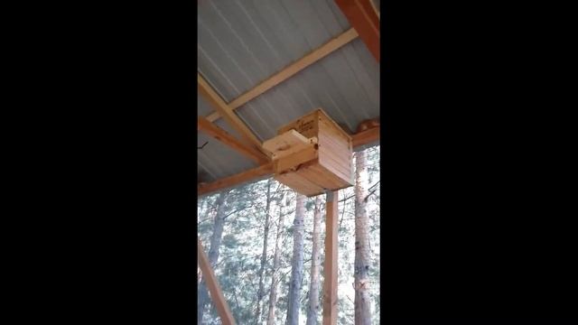 Белки и сосновые шишки смотреть онлайн