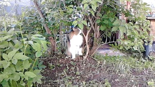 Что-то вкусное под сиренью смотреть онлайн