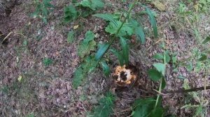 грибы в Курганской области