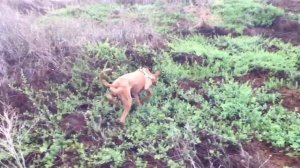 Tracking Podenco Canario