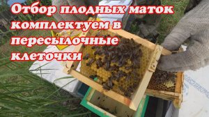 ОТБОР ПЛОДНЫХ МАТОК ИЗ НУКЛЕУСОВ, МЕЧЕНИЕ И КОМПЛЕКТАЦИЯ ПЕРЕСЫЛОЧНОЙ КЛЕТОЧКИ.