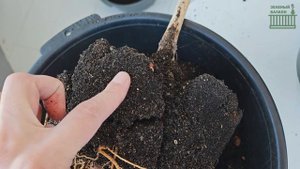 ПОЧЕМУ ДРАЦЕНА ВЫРОСЛА ХУДОЙ И НЕКРАСИВОЙ