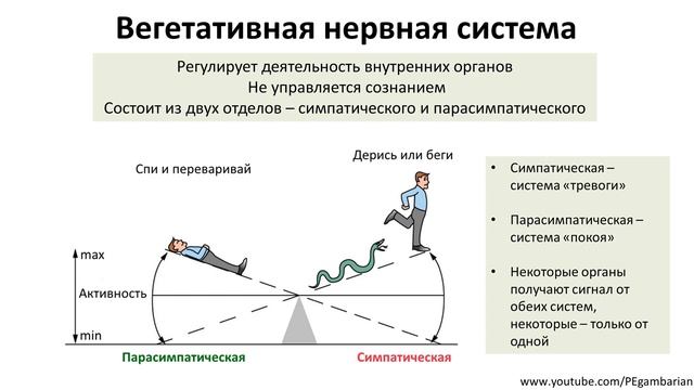 8. Нервная система автономная + Гомеостаз (8 класс) - биология, подготовка к ЕГЭ и ОГЭ 2020 смотреть онлайн