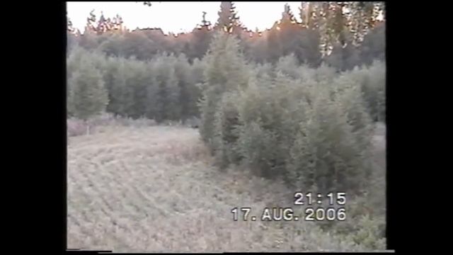 архив-выход медведя! смотреть онлайн