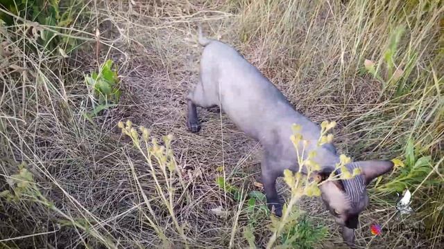 Сфинкс в дикой природе. Реакция Канадского сфинкса на прогулку по полю. смотреть онлайн