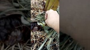 Пальма банановая там есть детки 23 06 2018
