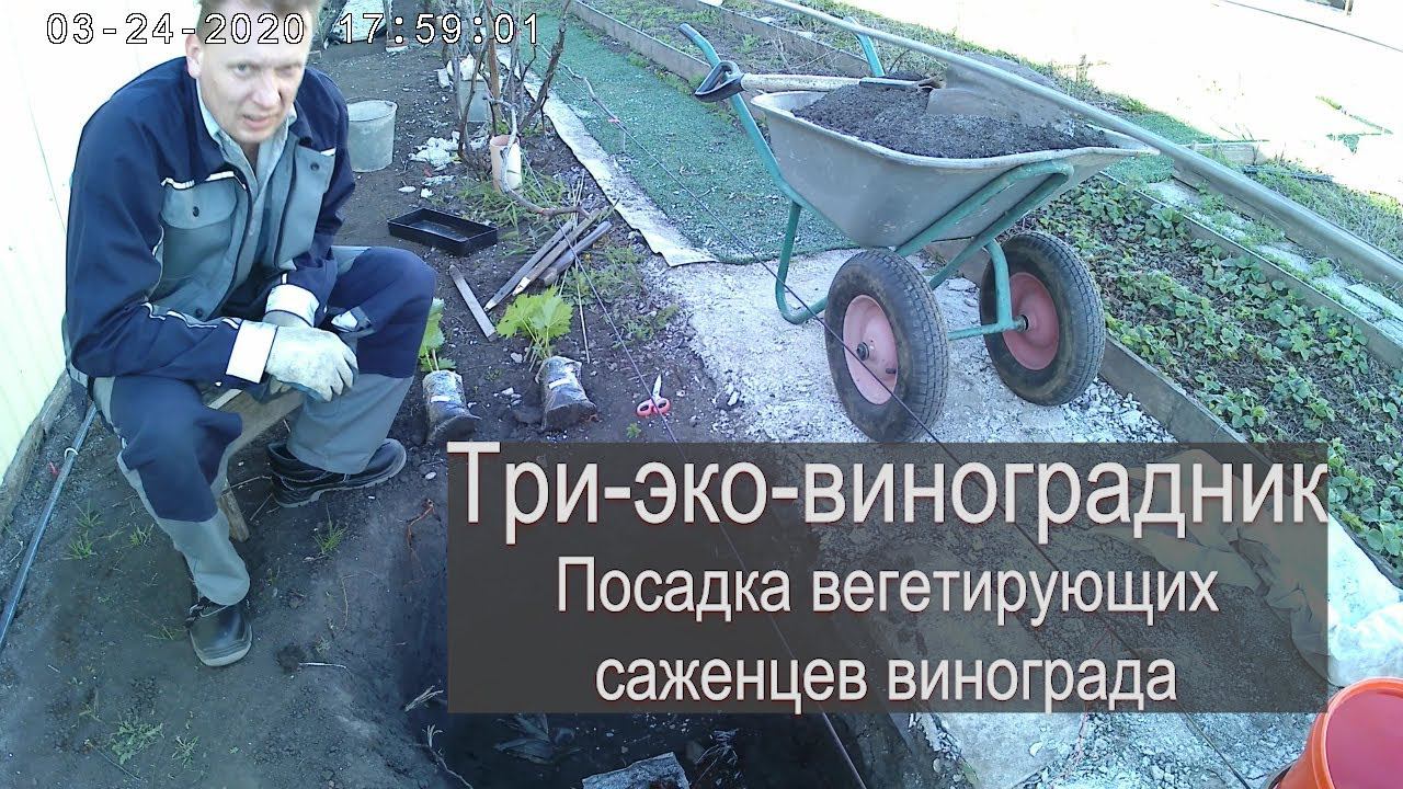 Посадка саженцев винограда. Детальный обзор. #ТриЭкоВиноградник