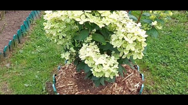 Метельчатые гортензии, 12 августа 2023 смотреть онлайн