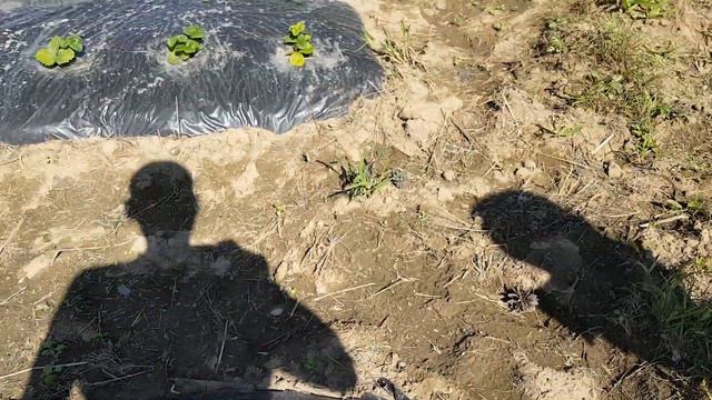Доращивание сортов Луиза и Сирия.