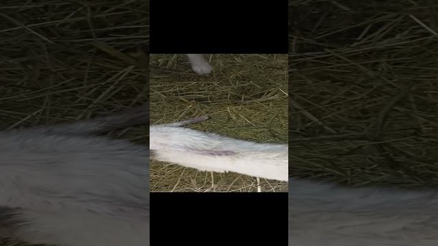 И Снежана отстрелялась//Плюс козочка😃