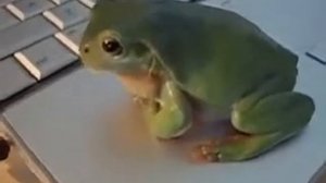 ГОВОРЯЩАЯ ЛЯГУШКА!!!