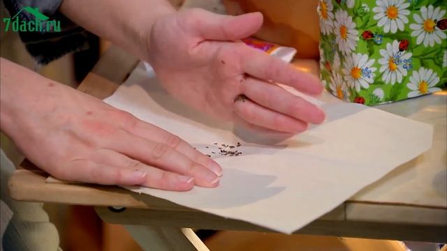 ? Многолетние цветы из семян: основные правила выращивания - 7 дач смотреть онлайн