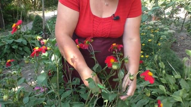 ПРОДЛЕВАЕМ ЦВЕТЕНИЕ ОДНОЛЕТНИХ ЦВЕТОВ. Мои цветы. Мой опыт.