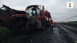 Копка опыта с орошением сахарной свёклы KWS / Настройка комбайна REXOR 6300 Platinum / Оценка потер