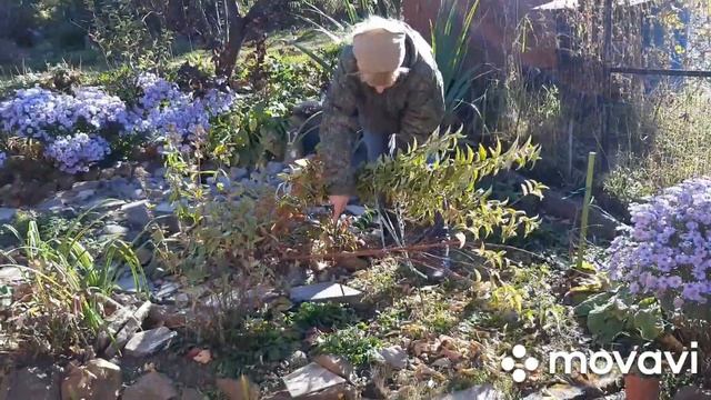 Как пригнуть кустарники для укрытия на зиму смотреть онлайн