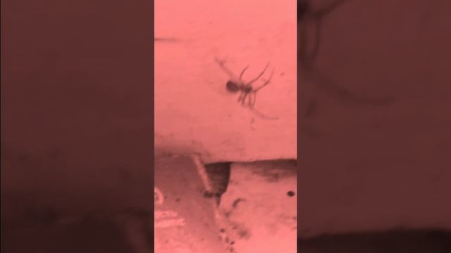 Муха против паука. смотреть онлайн