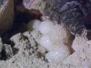 Водяные черепахи