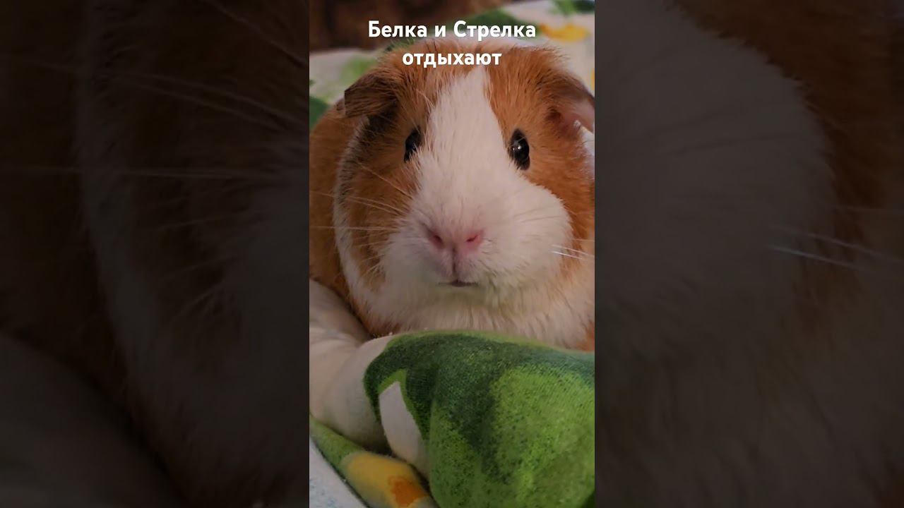 Морские свинки Белка и Стрелка отдыхают на мягком одеялке #морскиесвинки #морскаясвинка #guineapig