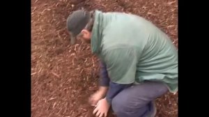 Продается лесной измельчитель Berti (мульчер)