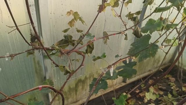 Работы с виноградом, клубникой и малиной на 01 ноября 2020 года смотреть онлайн