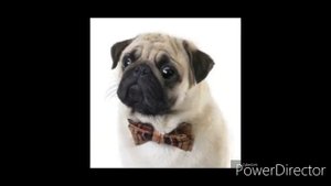 Мопсы - видео про мопсов