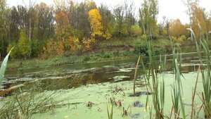 Чем ловить  щуку в густой траве не цепляясь за траву  ................