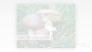 Съедобные трубчатые грибы. Съедобные грибы фото и названия