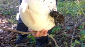 Дождевик или головач гигантский