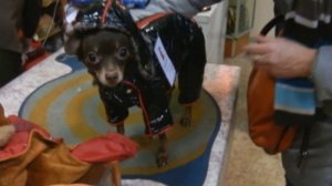 осенний комбинезон для той-терьера лаковый