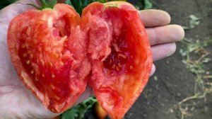 За вкусным помидором - сюда! ПИНК ХОРН!