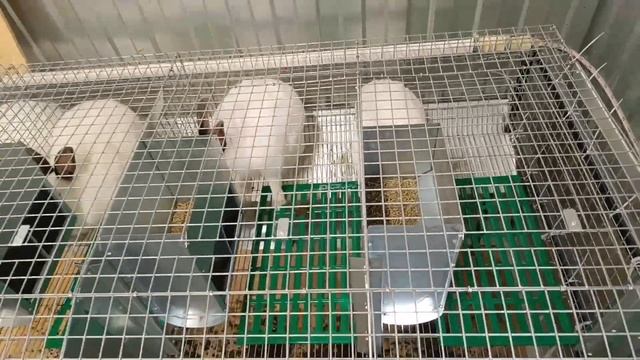 Разведение кроликов смотреть онлайн