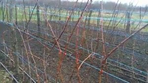 Тапенер,что нужно знать при его покупке.