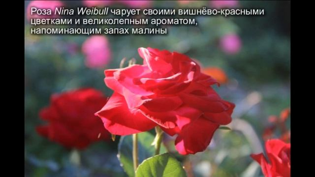 Розы в нашем саду. Обзор сортов смотреть онлайн