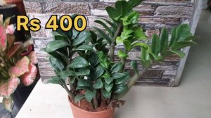 Aglaonema Plants For Sale||ZZ Plants Sale|| Syngonium Plants Sale|| plant sale||whatsapp @904841782