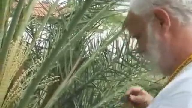 Date Palm Pollenation смотреть онлайн