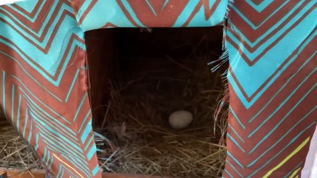 Кто раскладывает ЯЙЦА В ГНЕЗДА Как начала нестись Араукана