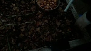 Как мы осенью посадили в парнике лук семейный на весеннюю зелень