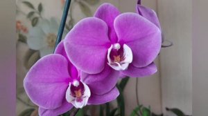 Фаленопсис Lee1150