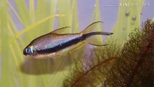 КОРОЛЕВСКАЯ ТЕТРА(ОБЗОР) смотреть онлайн