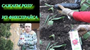 Высаживаем розу в открытый грунт.