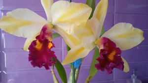 31.Каттлея Rth. Fu Shu Glory Happy Holiday